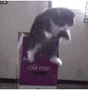 catjump catjump