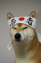 doggo Discord emoji