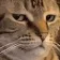 catBruh