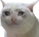 SadKot