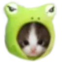 FrogKitty_mosspet Discord Emoji
