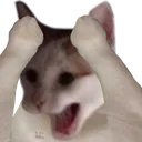 catnonpoggers