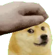 PETTHEDOGE