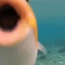 POG_FISH