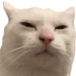 catsus