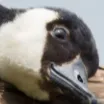 goose6 goose6