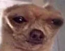 deadinsidedog deadinsidedog