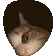 catPeek