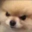 angryfloof