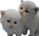 kitty_ies
