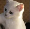 catpawface