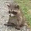 sadracoon sadracoon