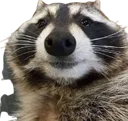 Raccoon_smile