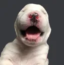 zy_dog zy_dog
