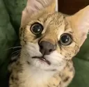 sogstare sogstare