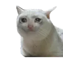 Crycat Discord Emoji