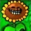 trollflower trollflower