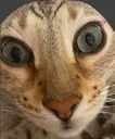 intensegeorge intensegeorge