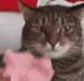 LT_mindblowncat LT_mindblowncat