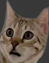 georgeshock