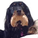 lily_bagel lily_bagel