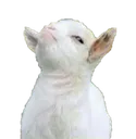 smugoat