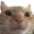 catstare Discord Emoji