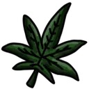 Weed