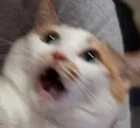 catscared