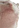 catbop