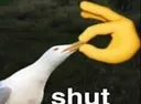 shut shut