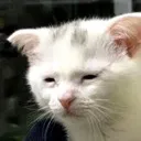 catmisery