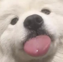 :dogtongue: