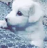 Oreo_pauuuu Oreo_pauuuu