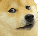 doge_CRYING
