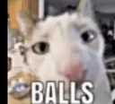 balls