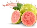 GUAVA