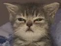 K_CatJudge Discord Emoji