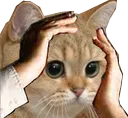 ohno ohno