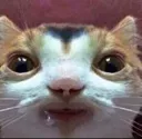 DroolCat DroolCat