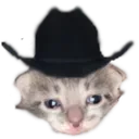 GreySadHaw