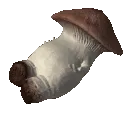 funguss