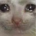 catsad catsad