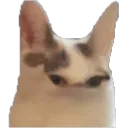 What Cat whatcat Discord Emoji