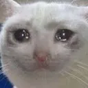 SadCat SadCat