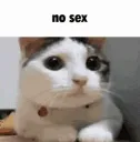 amm_catNosex