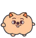 quokkbop_charli