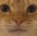 CATbruh