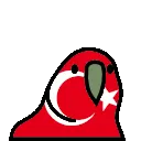 turkeyparrot