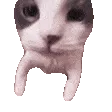 catKISS catKISS